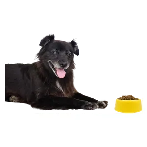 وعاء بلاستيكي للحيوانات الاليفة - اصفر