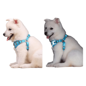  حزام للكلاب - L 