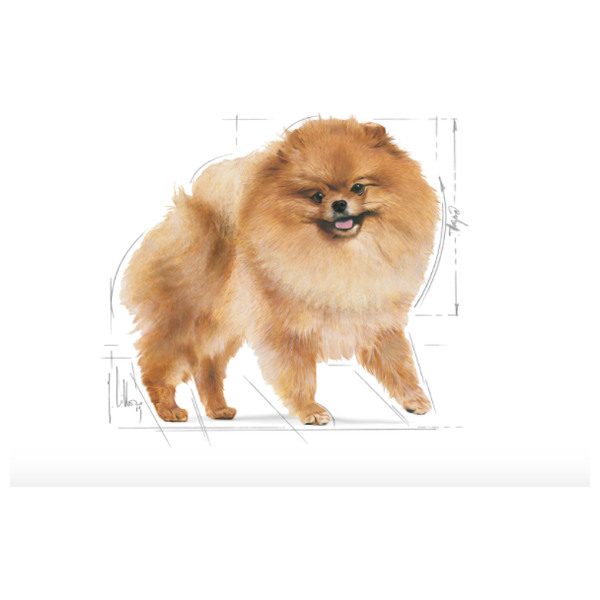  رويال كانين طعام لكلاب بوميرانيان البالغة - 1.5 كغم 