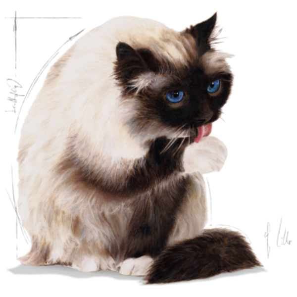  رويال كانين طعام قطط للعناية بالکرة الشعر - 10 كغم 