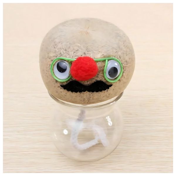  وعاء نبات داخلي صغير برأس عشبي - بيجي 