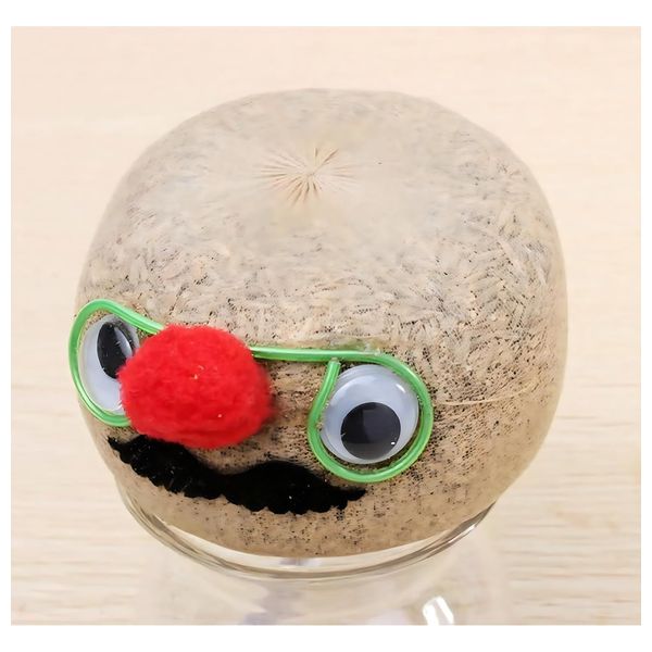  وعاء نبات داخلي صغير برأس عشبي - بيجي 