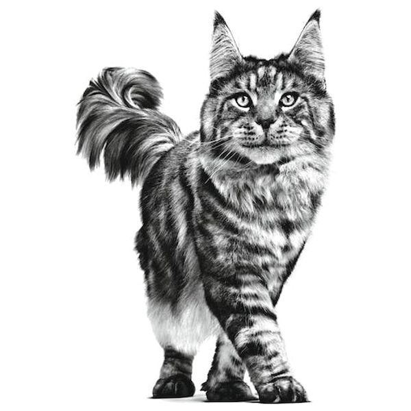  Royal Canin Hepatic Cat Food - 2 kg 