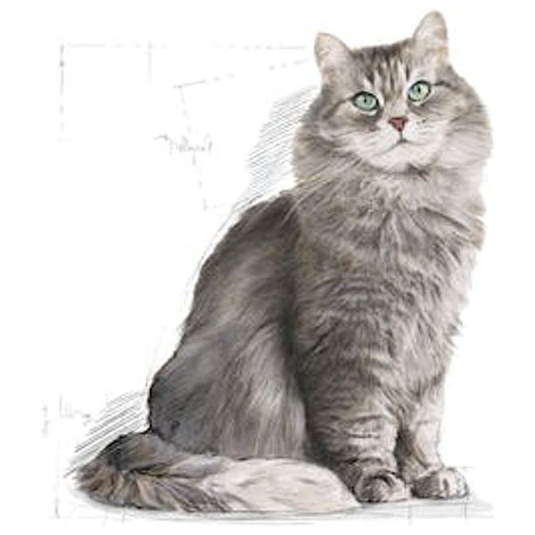  Royal Canin Sensible 33 Adult Cat Food - 2 Kg 