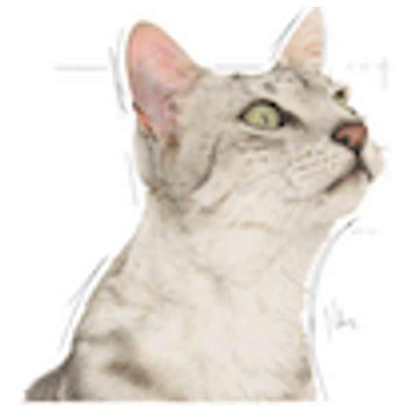  رويال كانين طعام للقطط الحساسة للرائحة - 1 قطعة 