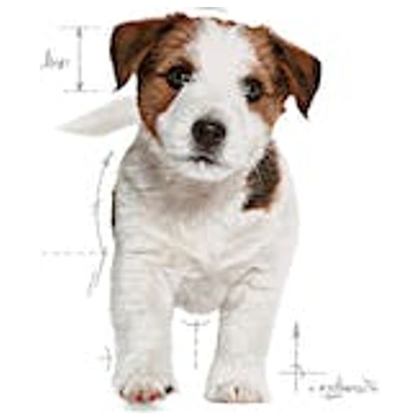  Royal Canin Mini Puppy Dog Food - 2 kg 