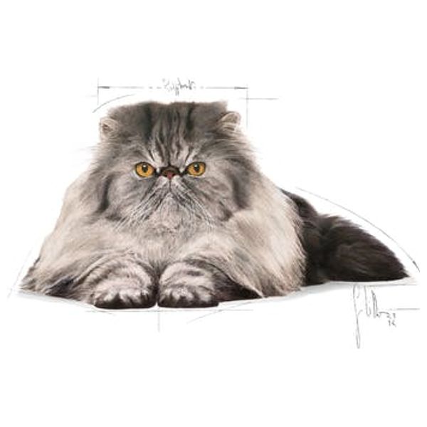  رويال كانين طعام للقطط بیرشن البالغة - 400 غم 