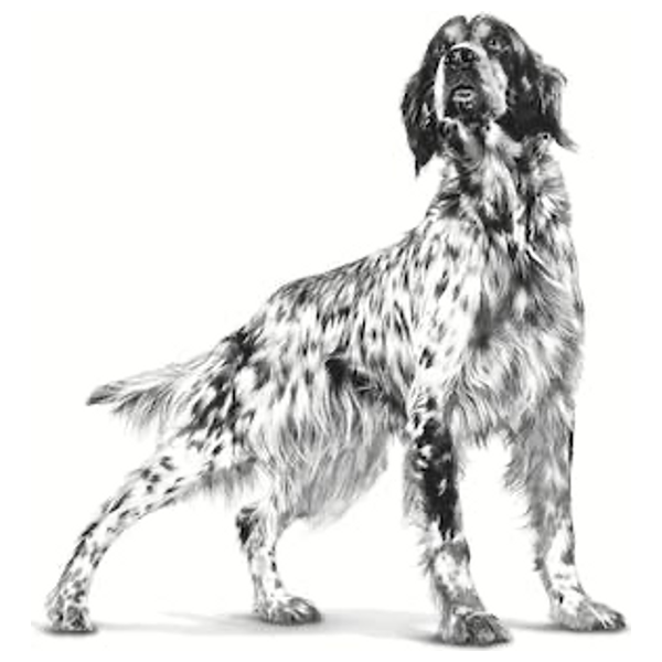  Royal Canin Gastrointestinal Dog Food - 2 kg 
