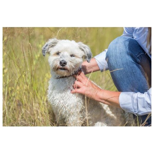  تريكسي طوق لحماية الكلاب من القمل والبراغيث - 60 سم 