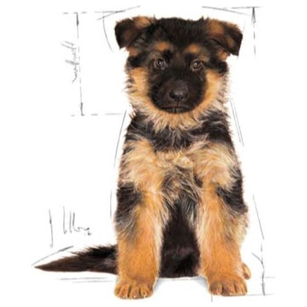  Royal Canin German Shepherd Puppy Dog Food - 3kg 