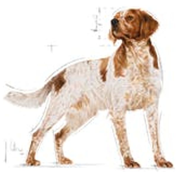  رويال كانين طعام للكلاب البالغة میدیم - 4 كغم 