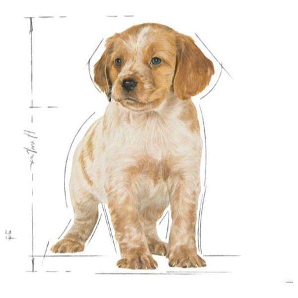  رويال كانين طعام الكلاب میدیم - 4 كغم 