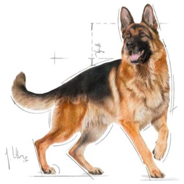  Royal Canin German Shepherd Adult Dog Food - 11kg 