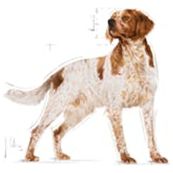  رويال كانين طعام كلاب بالغة ميديم - 18 كيلو غرام 