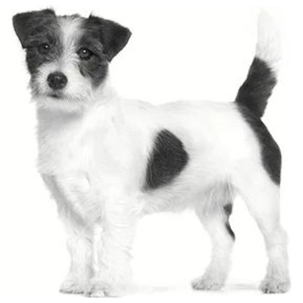  Royal Canin Urinary S/O Dog Food - 1.5 kg 