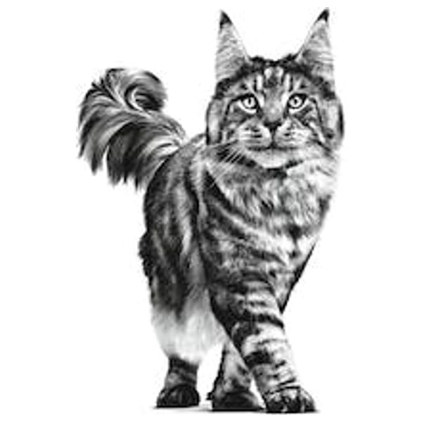  Royal Canin Renal Dry Cat Food - 2kg 