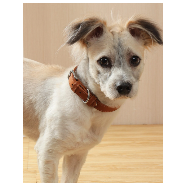 Pet Collar - S
