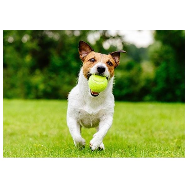  Tennis Ball Thrower for Dogs - Multi color 