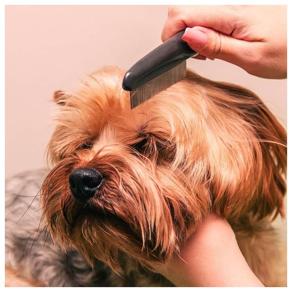  مشط للحيوانات الأليفة لإزالة البراغيث والقمل - احمر 