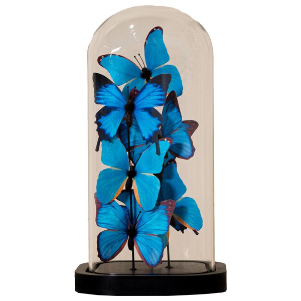  SADAF Curated Blue Butterfly Display - F79 - Blue 