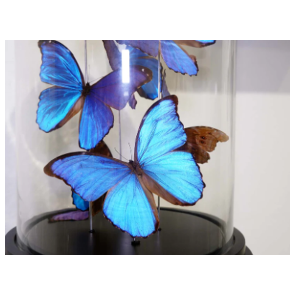  SADAF F79 - Tall Curated Butterfly Display - Blue 